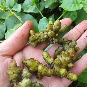 阳春农特产淘宝藤三七苗块根可食用云南文山三七植物盆栽种植苗活苗