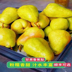 甘肃香蕉梨太婆梨水果梨子新鲜大头梨茄梨软梨当季啤梨巴梨_阿里巴巴