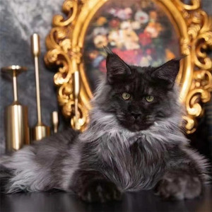 烟熏色缅因幼猫活体俄罗斯巨型宠物长毛猫纯种纯黑挪威森林大体猫