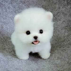 00172人付款淘宝纯种白博美幼犬茶杯犬小型可爱迷你长不大活体俊介犬