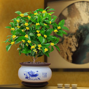 【家养桂花】家养桂花品牌,价格 - 阿里巴巴