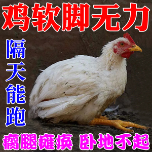 【隔天能跑】鸡软脚病鸡鸭鹅瘸腿瘫痪脚软站不稳关节肿大专用药