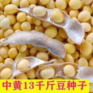黄豆种子高产早熟大粒非转基因春夏季中黄13千斤豆四季播种蔬菜种