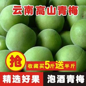 现货云南青梅鲜果新鲜现摘大理水果泡酒散装生酸梅子5斤包邮福建