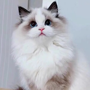 纯种布偶猫幼猫蓝双海双色血统宠物猫舍长毛布偶幼崽仙女猫咪活物