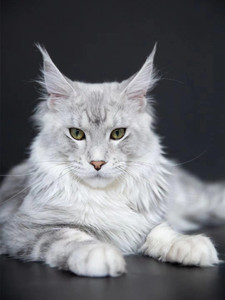 大型缅因猫银虎斑幼猫咪巨型俄罗斯库恩猫烟灰色纯白纯种血统猫舍