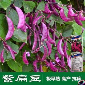 紫扁豆种子紫眉豆紫红色早熟豆种春秋季芸四季豆种籽盆栽蔬菜种子