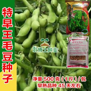 特早王45天毛豆种子早熟矮杆菜用大豆黄豆菜种子农村蔬菜种子