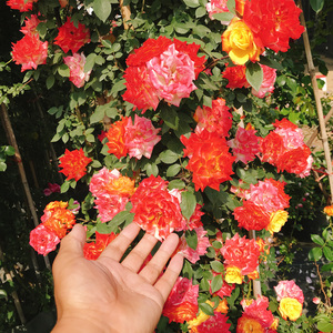 向往田园生活风淘宝爬藤中苗滕彩虹小女孩欧月藤本藤宝贝红龙月季