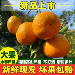 永春芦柑正宗新鲜水果橘子10斤当季现摘现发粑粑柑桔子整箱