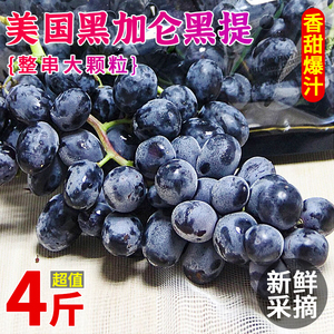 美国黑加仑黑提4斤新鲜当季进口品种水果提子美人指葡萄整箱现摘