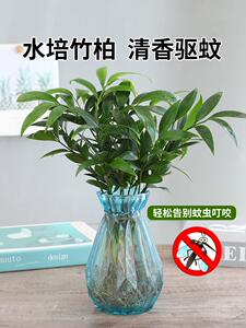 水培驱蚊竹柏植物室内水养绿植花卉盆栽办公室桌面四季常青好养活