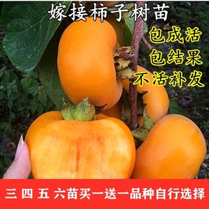 嫁接柿子脆甜特大柿子树苗南方北方种植黑柿地栽果树苗当年结果