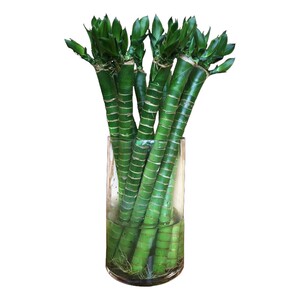 龙竹带根富贵竹植物水养水培粗杆花瓶盆栽专用水竹土y养招财节节