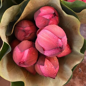 荷花鲜切花苞现摘带莲杆新鲜莲花骨朵泡茶供佛观赏真鲜花大莲蓬花