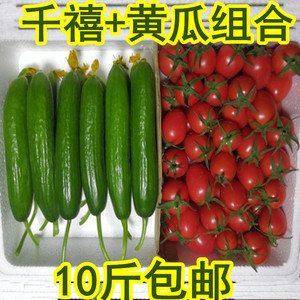 包邮】千禧圣女果+水果黄瓜组合10斤小番茄新鲜蔬菜樱桃水果黄瓜