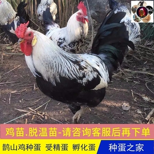 鹊山鸡受精种蛋可孵化河南花柴优选柴鸡土鸡芦花鸡蛋包邮破损包赔