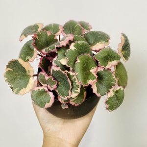 粉锦白锦御所车虎耳草微景观盆景室内外耐阴观叶植物 花颜巧毓