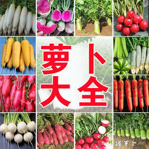 四季播白萝卜种子特大庭院家庭九斤王迟地栽四季蔬菜胡萝卜籽大全