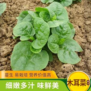 大叶木耳菜种子胭脂豆腐菜落葵肉厚爬藤蔬菜籽孑苗秧春四季播种