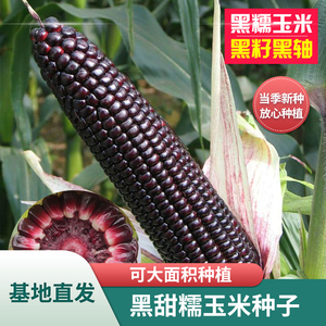 【黑甜糯玉米种子】水果玉米甜玉米黑玉米种子籽蔬菜种子春季播种