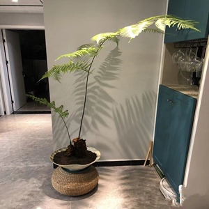 网红蕨一叶蕨水培土培大型蕨类绿植室内摆设四季常青禅意境