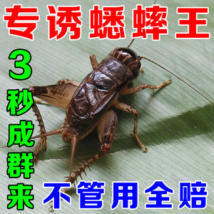 抓蟋蟀神器【一晚百只】捕捉斗蟋蟀诱饵蛐蛐油葫芦用具蟋蟀信息素
