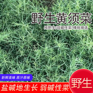 黄骅港黄须菜新鲜盐碱地野菜黄席菜海滩菜黄蓿菜皇须菜4斤装包邮