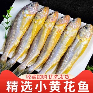 小黄花鱼新鲜冷冻5斤烧烤小黄鱼生鲜活海鱼海鲜整箱商用批发顺丰