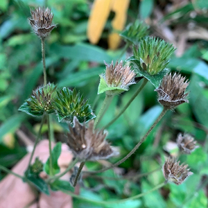 00阿蛋阿蛋阿蛋淘宝龙胆草种子 中药材种子地胆头种子 磨地胆 鹿耳