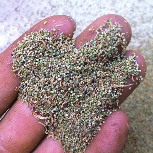 土荆芥种子臭草鸭脚草种子路边杂草种子香藜草杀虫芥中草药材种子