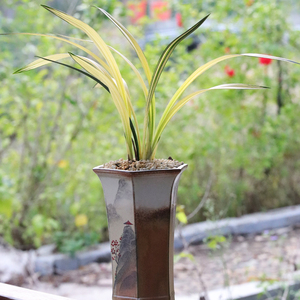 兰花墨兰阳之松宇宙殿福隆日向好养分盆裸根浓香绿植盆栽花特金奖