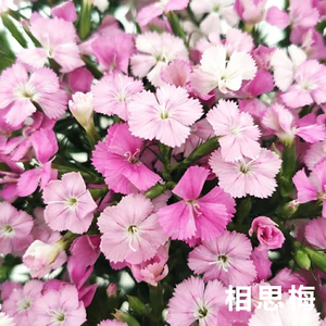 新鲜粉色相思梅鲜花石竹梅花期长室内家用水养鲜花云南昆明基地直