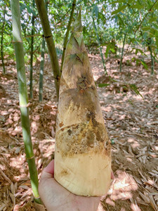 揭阳埔田鲜甜竹笋丝广西农家现挖夏笋大头笋当季节深山野生麻竹笋