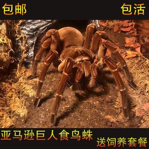 亚马逊巨人食鸟蛛短毛种Ts 巨型宠物蜘蛛 活体蜘蛛 凶猛高端宠物
