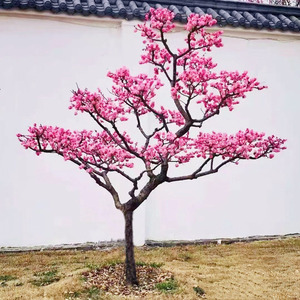 梅花树苗盆栽地栽花卉红梅绿梅树桩耐寒庭院绿化植物骨里红腊梅