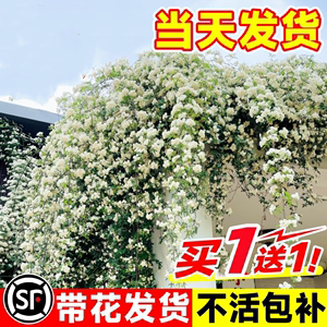 白木香花苗爬藤植物四季开花黄红木香花树苗庭院耐寒种植花卉盆栽