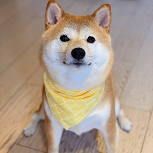 纹三b角巾柴犬柯型可牵引项圈中小狗犬宠物口水巾狗基围巾0人付款56