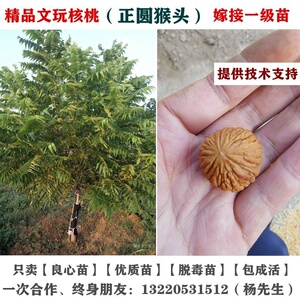 美国金丝猴头核桃苗文玩核桃树苗小南瓜桩土豪盆栽地栽当年结果苗