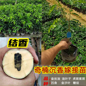 奇南陈香树名贵苗木正宗苗一代奇楠沉香嫁接苗庭院 绿化盆栽地栽