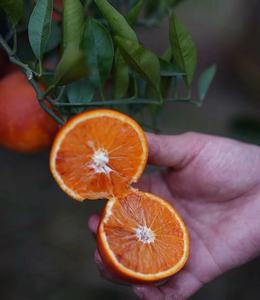 正宗自贡塔罗科血橙四川玫瑰香橙新鲜孕妇水果农家水果橙10斤包邮