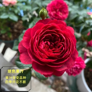 绝色果汁阳台芽变品种阳台月季大花微月四季开花丰花盆栽玫瑰