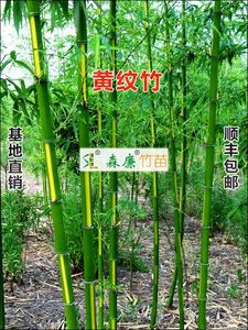 黄纹竹乌哺鸡竹变种绿秆具黄条纹观赏竹兼笋用竹中型竹类森廉竹苗
