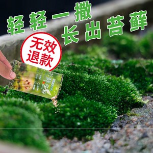 苔藓孢子粉植物造景上水石吸水石盆栽铺面青苔苔藓种子种籽微景观