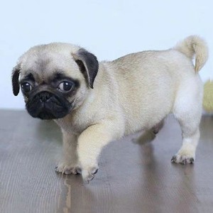 纯种双血统巴哥幼犬小型白色八哥犬哈巴狗短毛短腿犬舍活体宠物狗