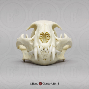 boneclones美国定制骨骼豹猫头骨医学骨骼摆件美术博物馆收藏雕塑