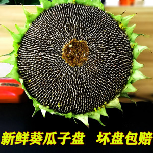 新鲜葵花盘现摘向日葵生瓜子头生湿葵花籽盘原味农家特产松鼠零食