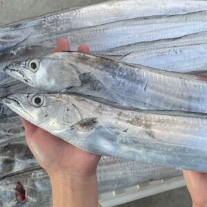 海鲜新鲜特大带鱼白刀鱼鲜活海鱼水产特级东海