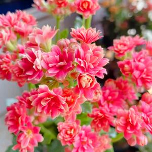 【长寿花珊瑚】长寿花珊瑚品牌,价格 - 阿里巴巴