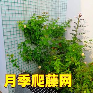 铁丝网爬藤架户外藤本植物固定器月季蔷薇墙面攀爬神器花墙架网格